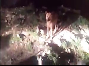 "AÇ SOKAK KÖPEKLERİ SALDIRIYOR" DİYENLER İZLESİN