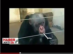 BÖYLE SİGARA TİRYAKİSİ HAYVAN GÖRMEDİNİZ