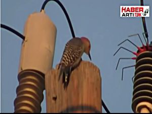 DİREKTEKİ KUŞU ELEKTRİK NASIL ÇARPAR