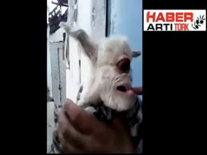 ALNINDA GÖZÜ OLAN KEÇİ BİLİM DÜNYASINI ŞAŞIRTTI