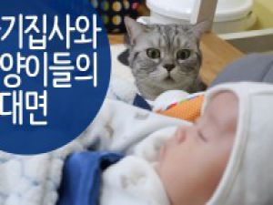 İLK DEFA BEBEKLE KARŞILAN KEDİLERİN TEPKİLERİ
