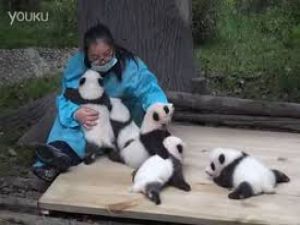 PANDALARA SARILARAK 32 BİN DOLAR KAZANIN