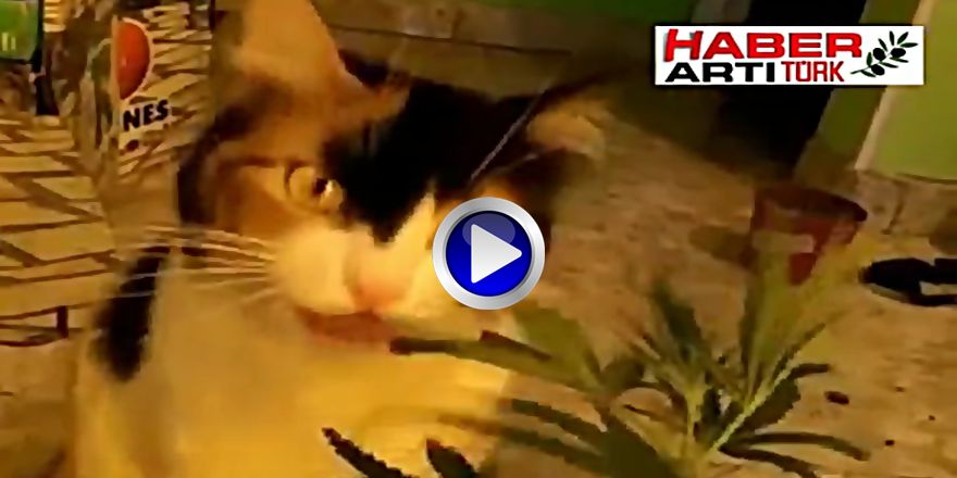 ESRAR BİTKİSİ YİYEN KEDİYE OLANLAR KAMERADA