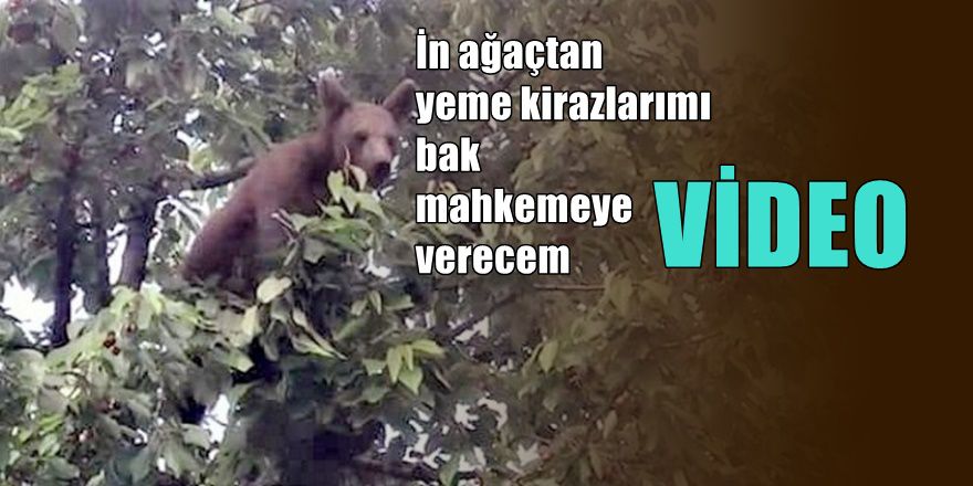 Bursalı Çiftçi kiraz ağacına çıkan ayıyı kameraya çekip böyle tehdit etti