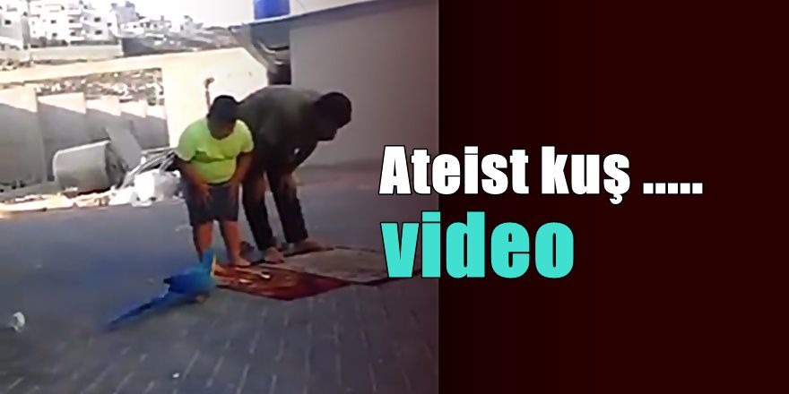 Baba ve oğluna namaz kıldırmayan papağan
