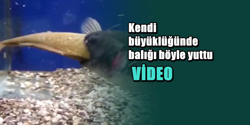 Akvaryumda dehşet görüntüleri