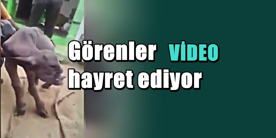 İnsan yüzlü buzağı kafaları karıştırdı