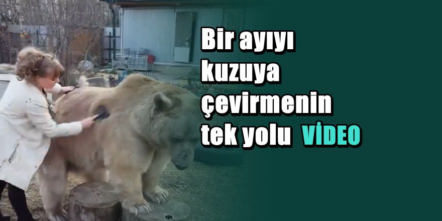 Rus Kadın bakıcı dev ayıyı nasıl kuzu gibi uysal hale getiriyor