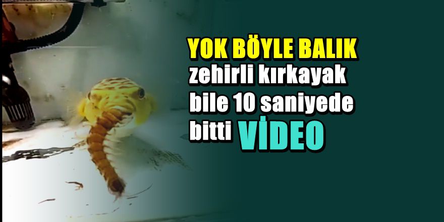 Ne bulursa anında yiyen balığın ürküten görüntüleri