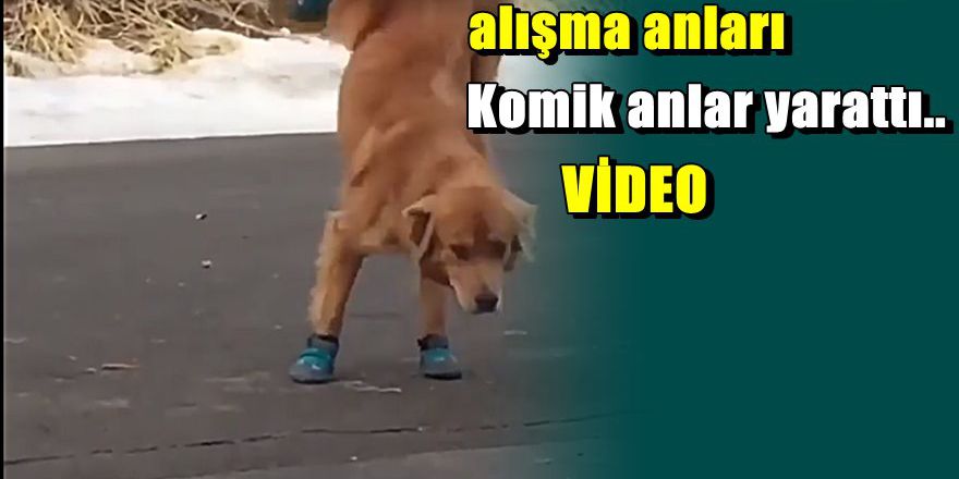 Kışlık ayakkabılarına alışamayan köpeğin komik halleri