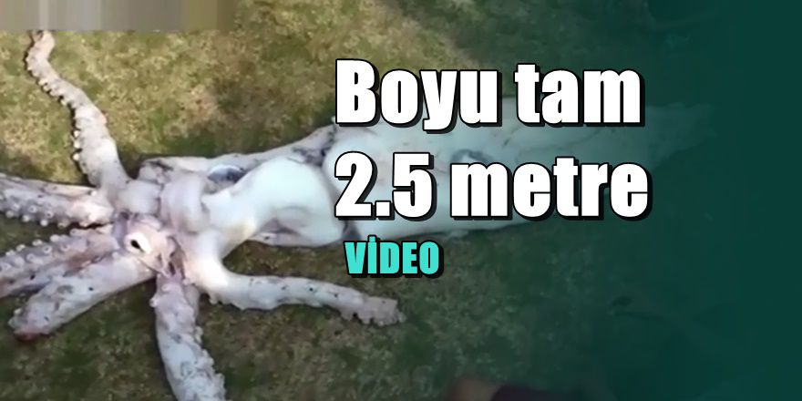 Denizden çıkan dev canavarın görüntüleri korkuttu