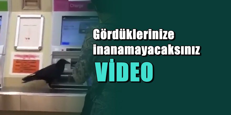 Akıl küpü karganın yaptıklarına inanamayacaksınız