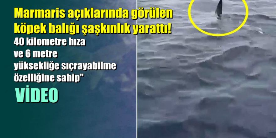 Marmaris açıklarında görülen köpek balığı şaşkınlık yarattı