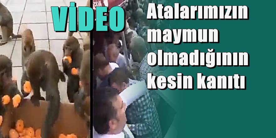 Atalarımızın maymundan gelmediği kanıtlandı