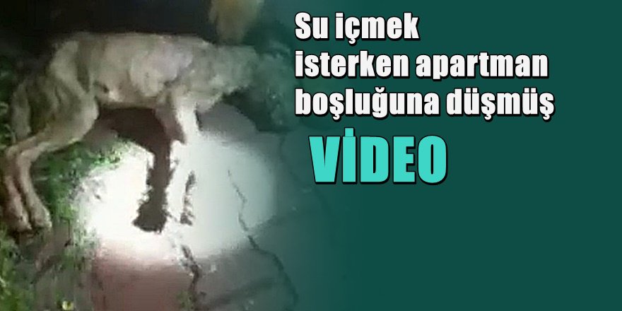 İnsanlık ölmemiş dedirten görüntüler
