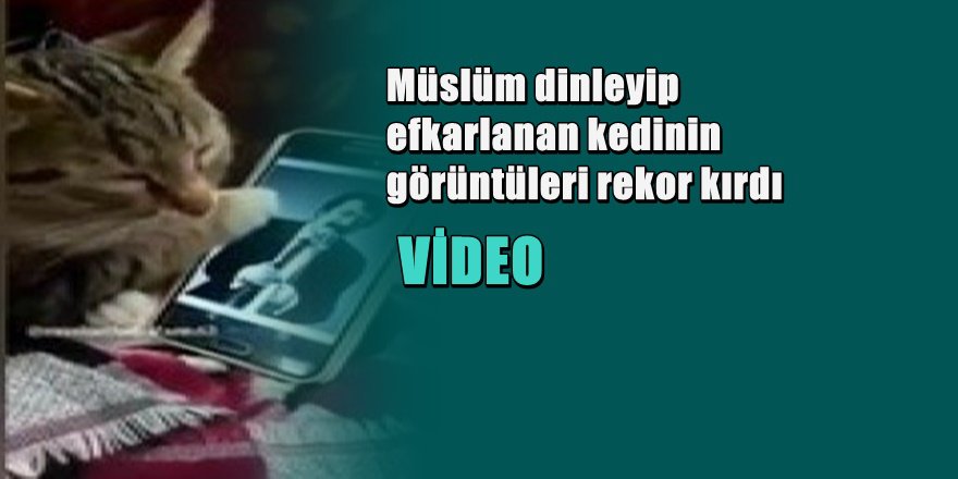 Efkarlı kedi