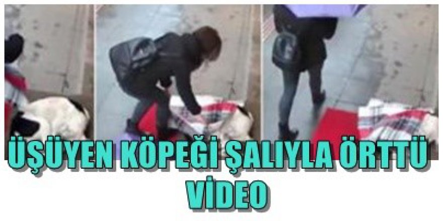 Üşüyen köpeği şalıyla örttü