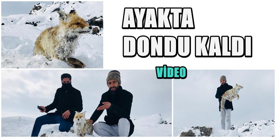 Van'da Yiyecek ararken ayakta donan tilki böyle bulundu