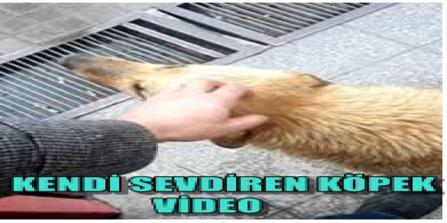 Kendini sevdirmek isteyen köpek