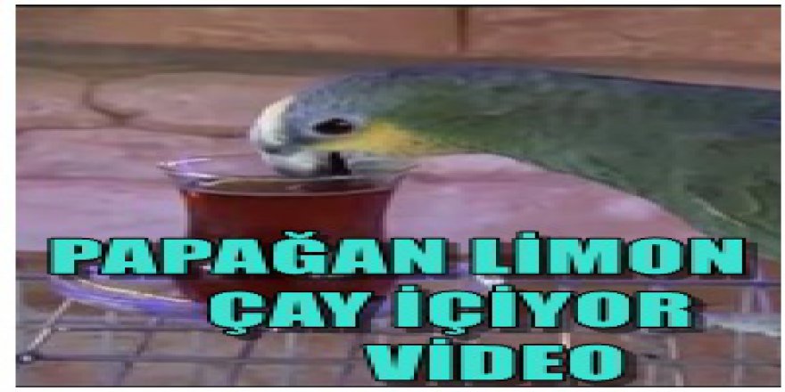 Papağan günde 2 bardak çay içiyor