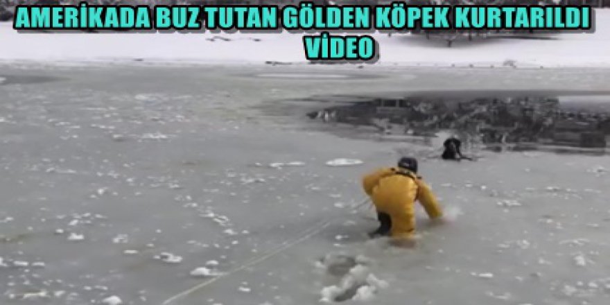 BUZ TUTAN GÖLDE MAHSUR KALAN KÖPEK NASIL KURTULUR ?