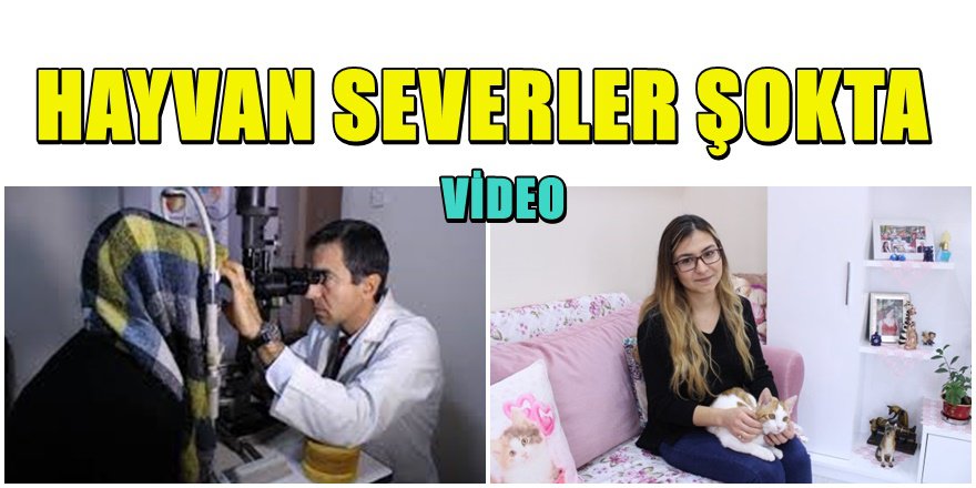 İzmir'de kediden bulaşan parazit iki kadını kör etti.
