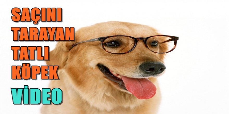 BÖYLE ŞEKER KÖPEK GÖRDÜNÜZ MÜ HİÇ İzleyince insana pozitif duygular veren tatlı bir köpek