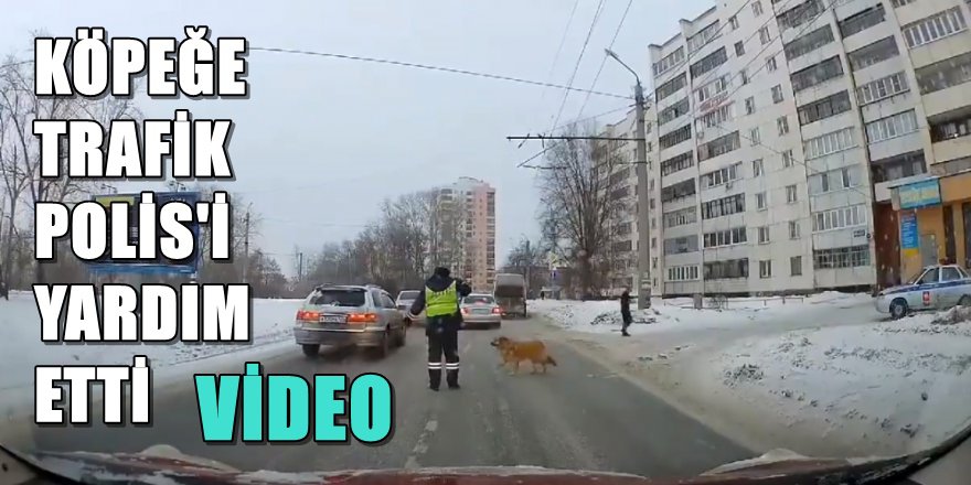 RUSYA'DA KÖPEĞE TRAFİK POLİS'İ YARDIM ETTİ
