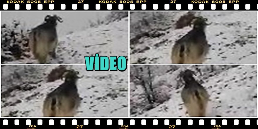 Yavrularını Dağda Kaybeden Anne Keçinin Görüntüleri Yürek Sızlattı