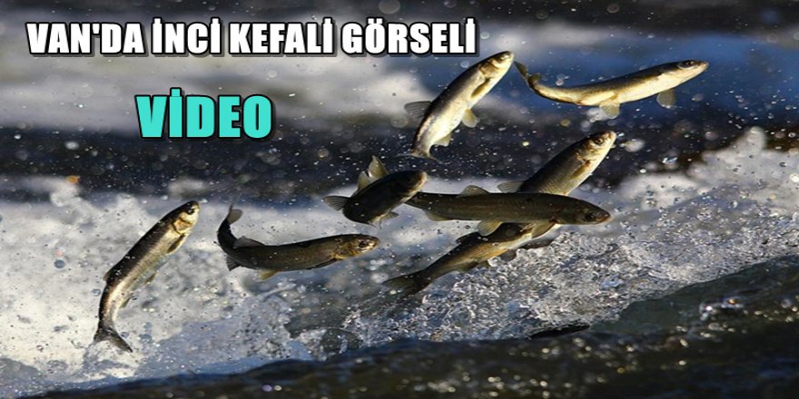 Van'da İnci Kefali Çiftleşme Dönemi Görseli