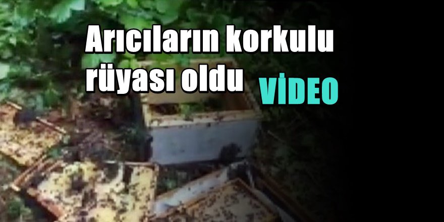 Düzce'de Aç Kalan Ayı Kovanlara Saldırdı
