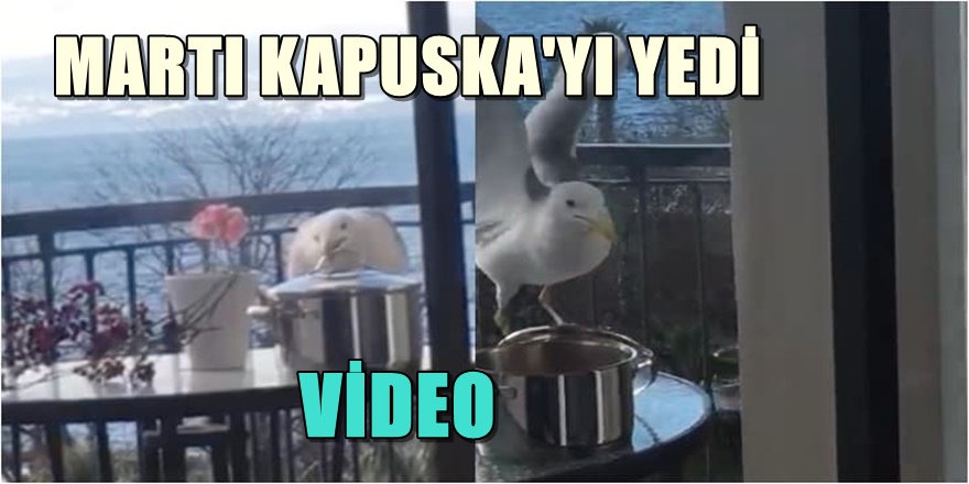 SİNOP'TA MARTI KAPUSKA YEDİ