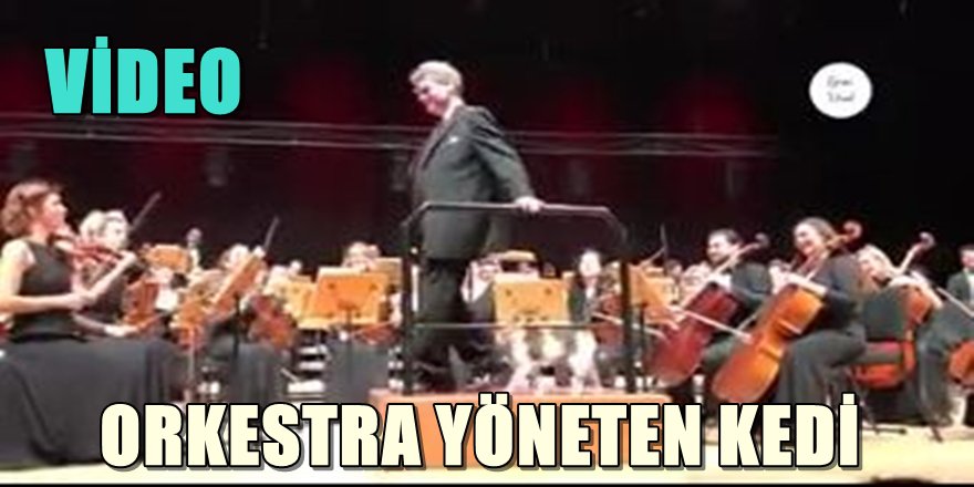 ORKESTRA YÖNETEN KEDİ