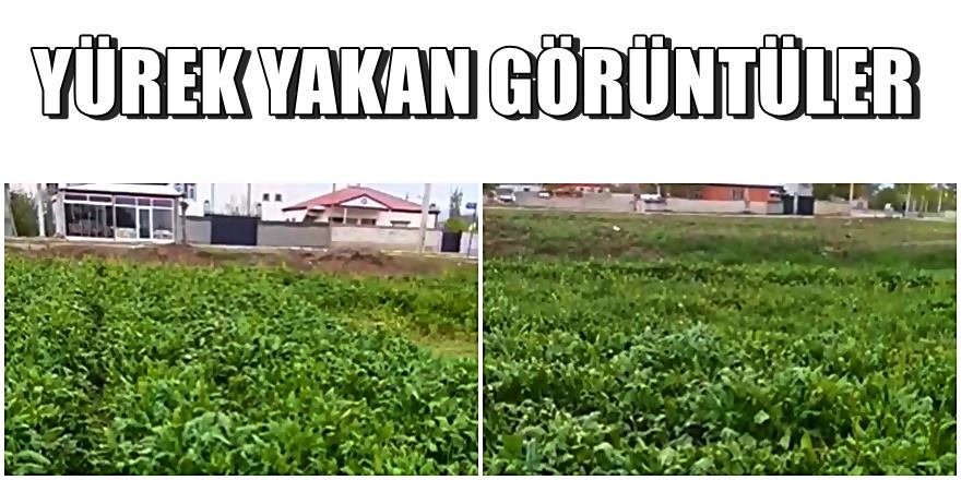 BU GÖRÜNTÜLERİ ON BİNLER İZLEDİ